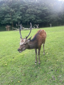 Deer in Aarhus' Marselisborg Deer Park