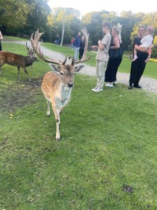 Stag at the Deer Park in Aarhus 