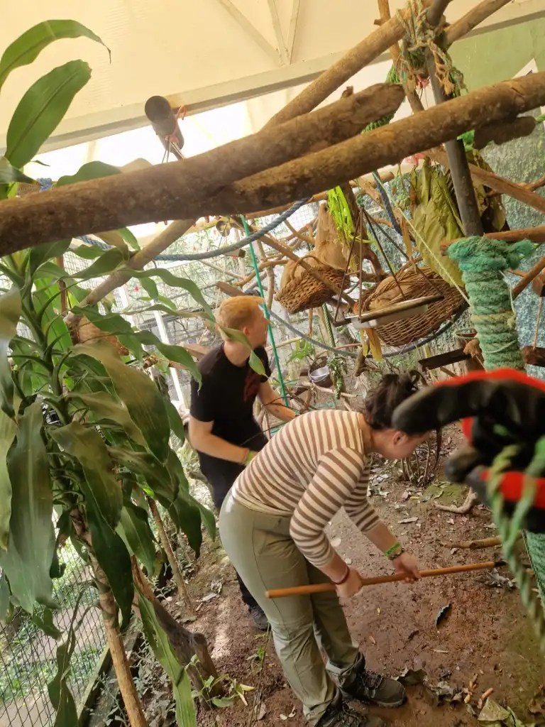 Cleaning the sloth clinic space as volunteers