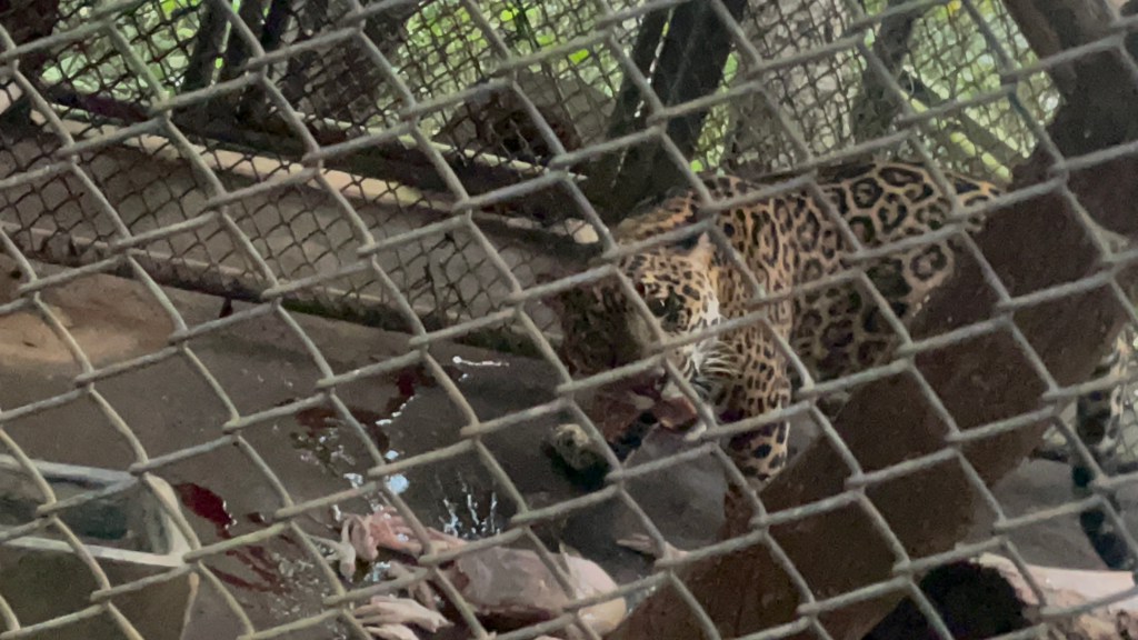 Guapo the Leopard at Rescate Wildlife Sanctuary in Costa Rica