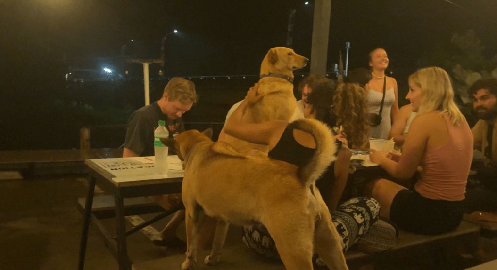 Dogs at Pai Revolution