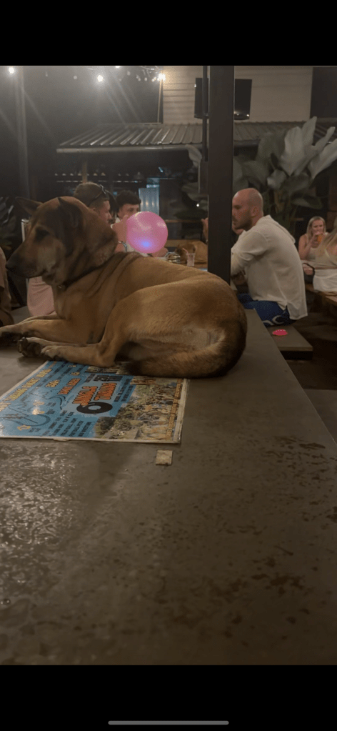 Dog at Pai Revolution
