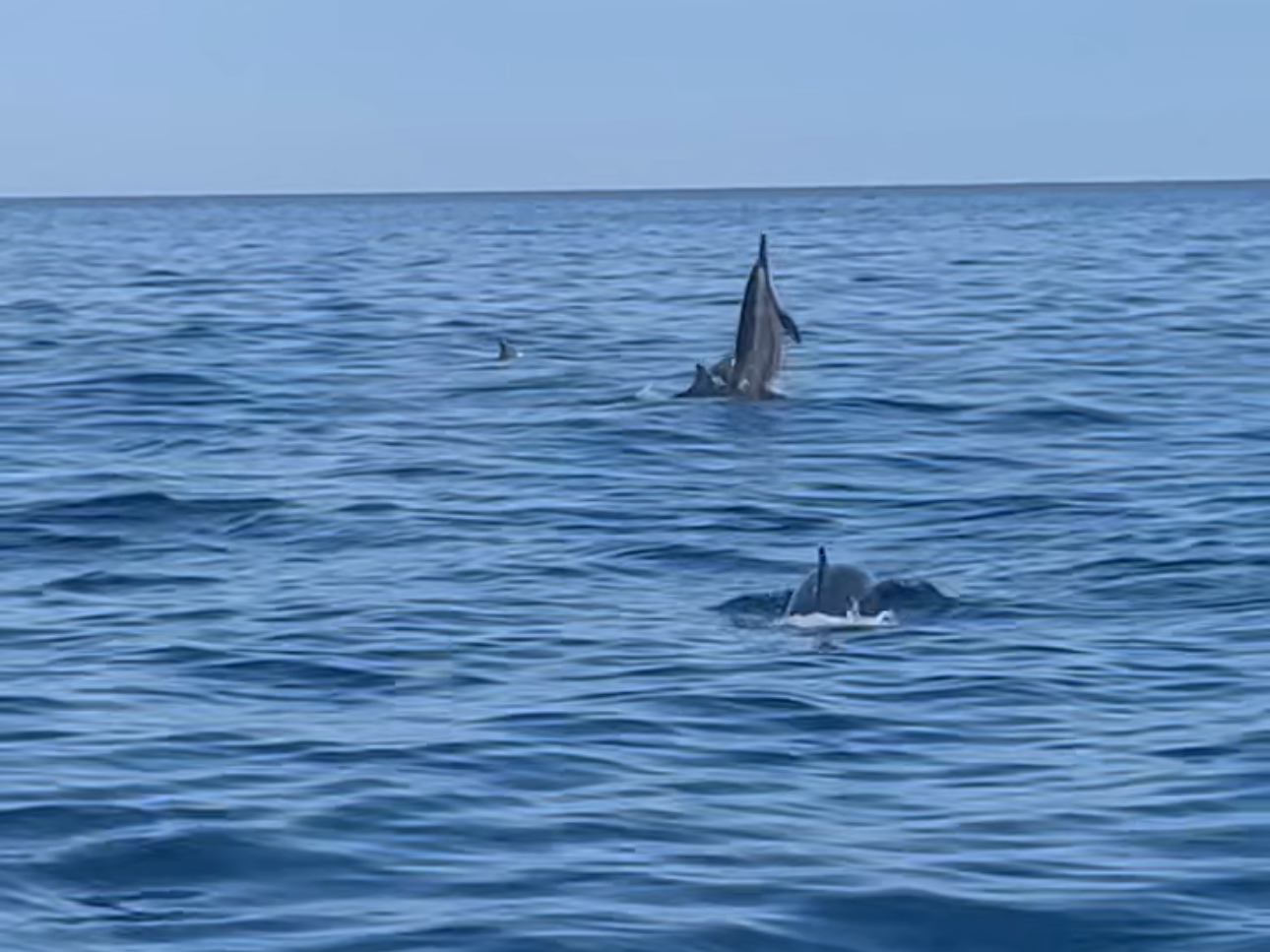 Dolphins jumping out of the water in Bali.