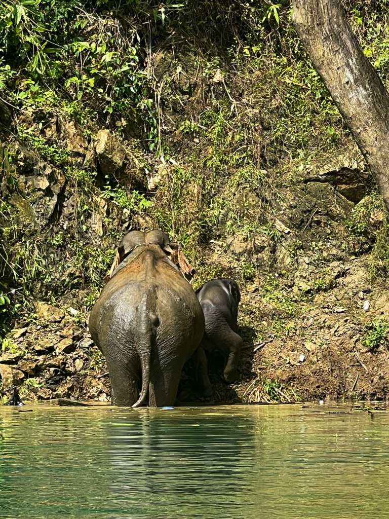 Wild Elephant mum and baby in Khao Sok, Thailand