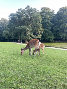 Mother and Fawn at Deer Park in Aarhus, Denmark
