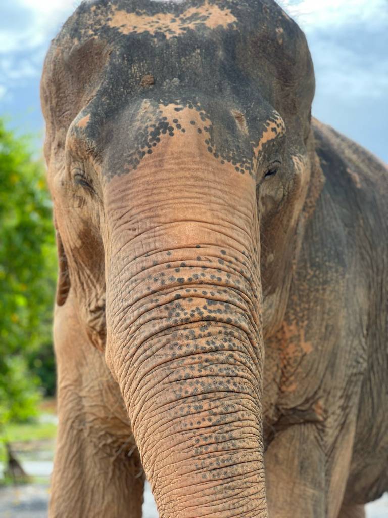 Close view of Elephant