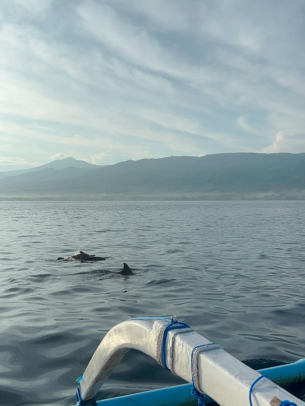 Wild dolphins in Lovina, Indonesia
