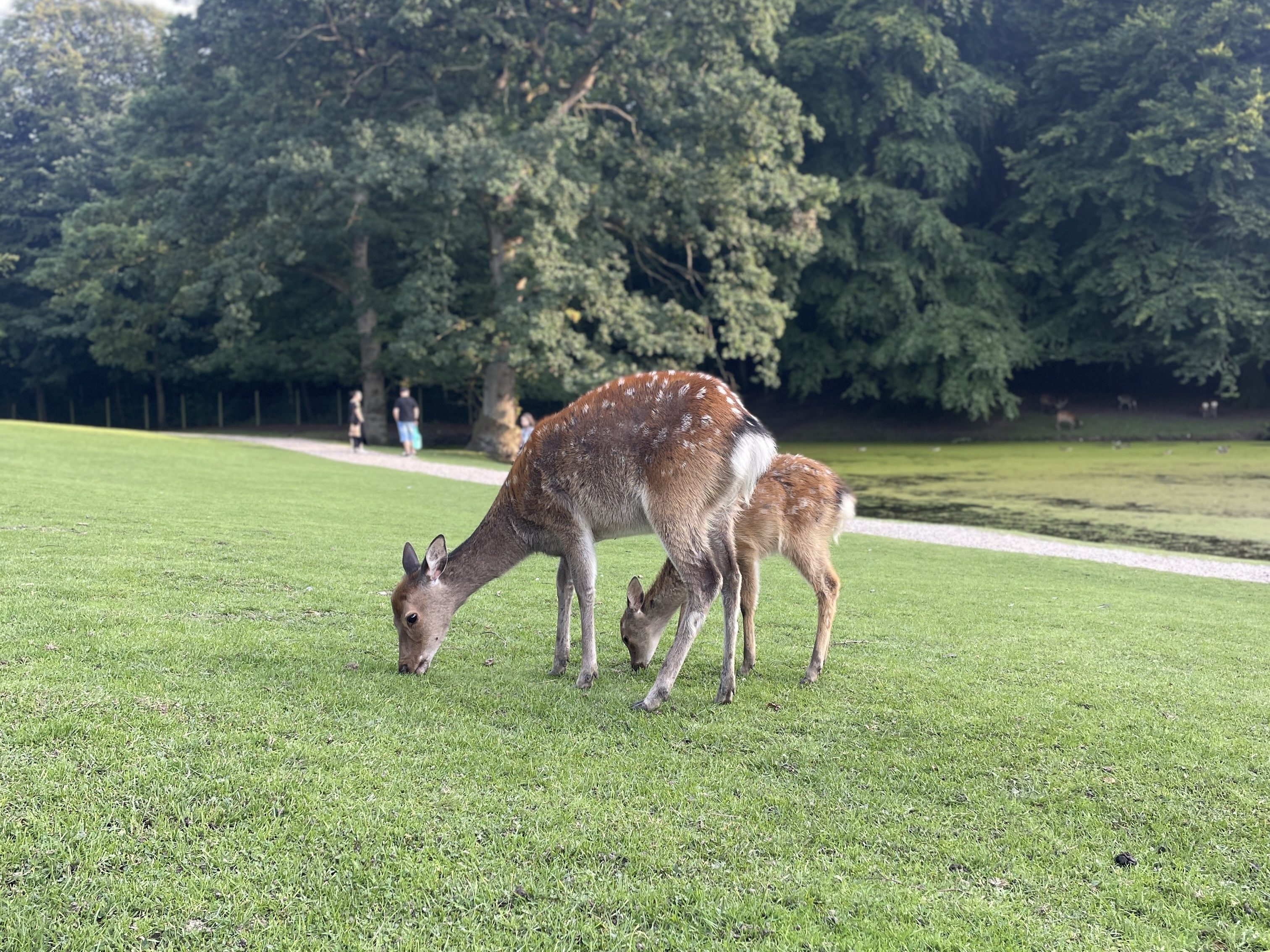 Mother and fawn at Marseliborg Deer Park in Aarhus, Denmark