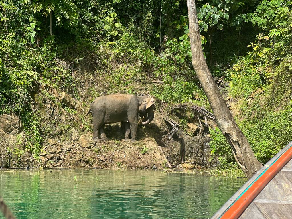 Wild elephant at Khao Sok National Park