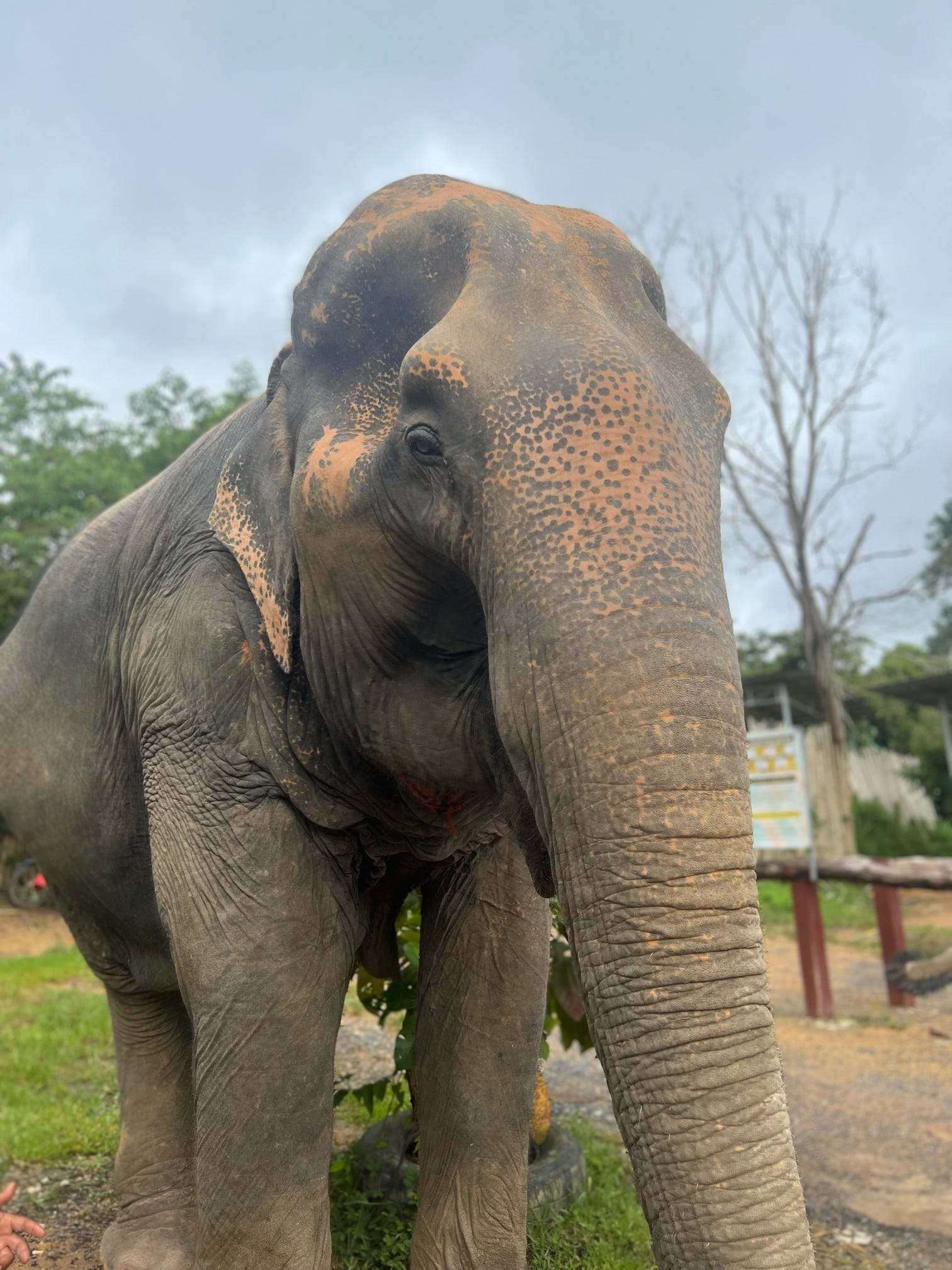 Phuket Elephant Jungle Sanctuary