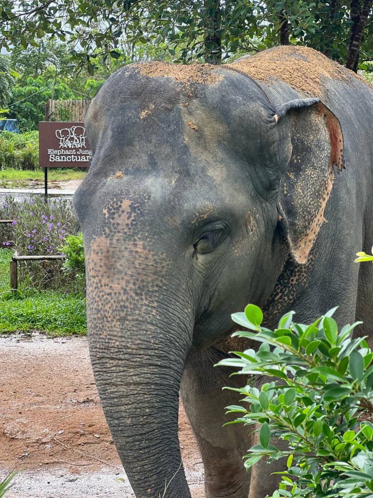 Elephants in Thailand Sanctuary