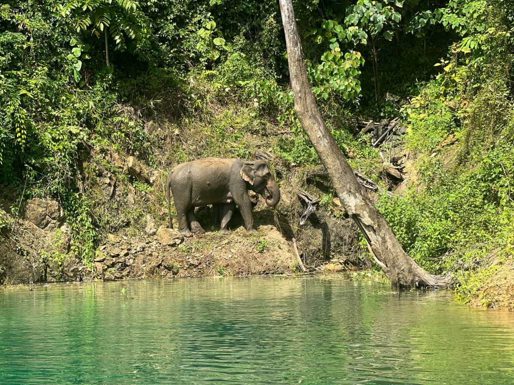 Wild elephants seen in Khao Sok national Park