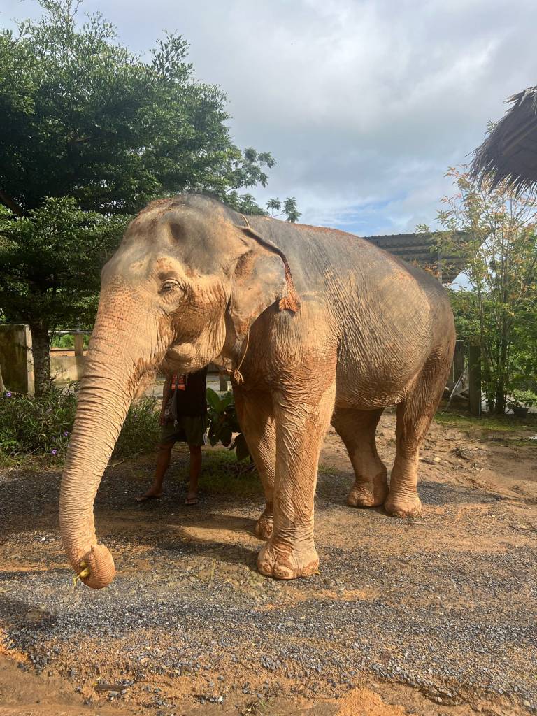 Elephant at Elephant Jungle Sanctuary Thailand