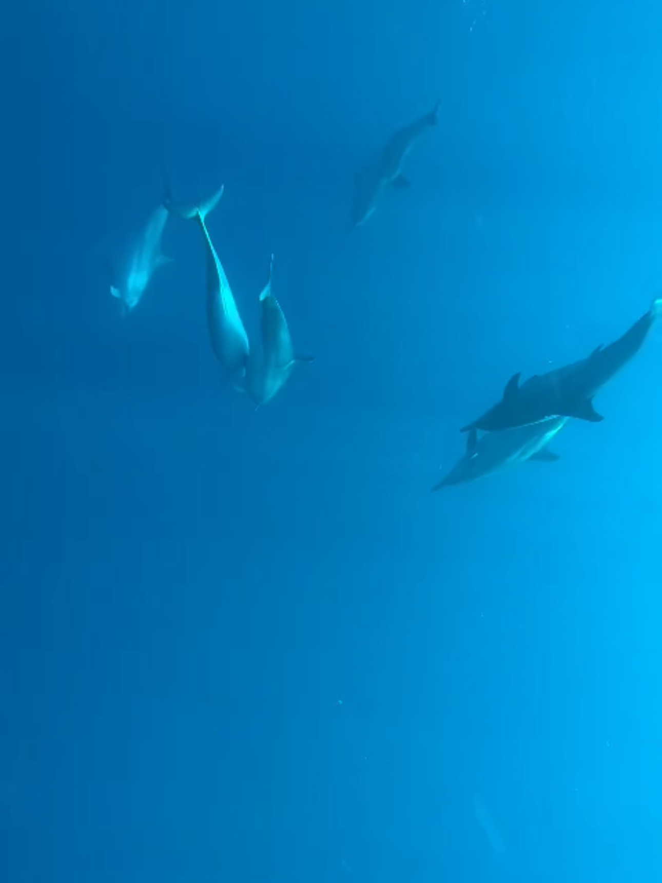 Underwater photography of wild dolphins in Bali