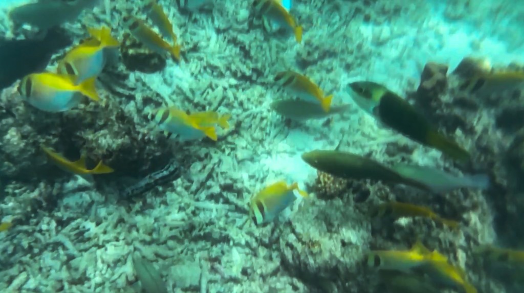 snorkelling trip in Koh Tao, Thailand